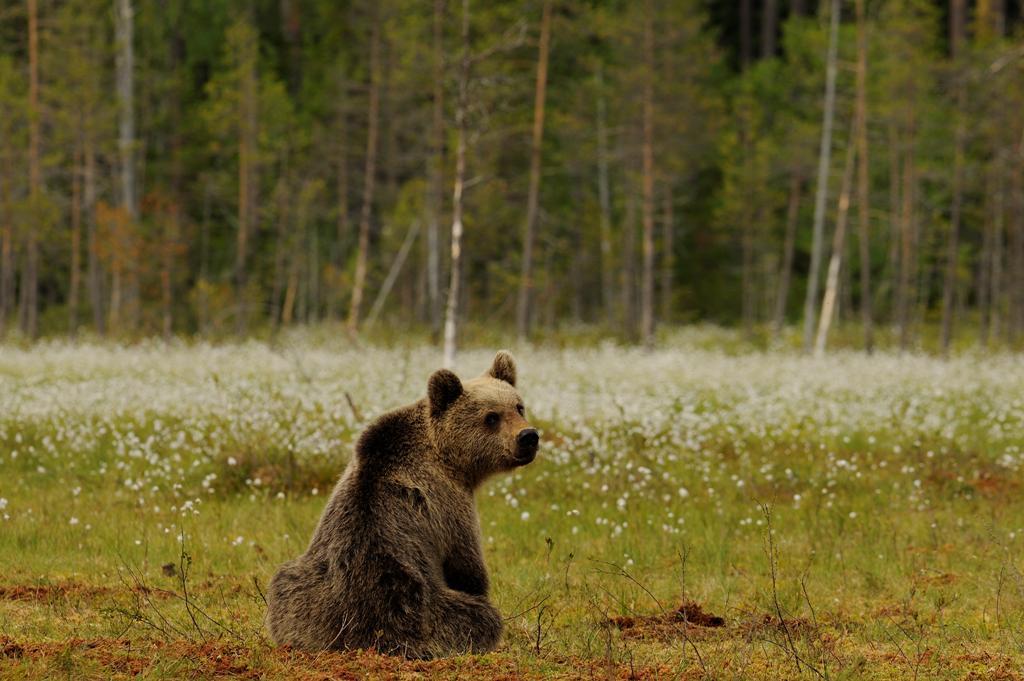 Spray anti-orso, le regole per il Corpo forestale trentino - Notizie 