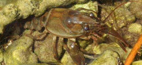 Discorso diverso per il Gambero di fiume Trentino che rischia di estinguersi