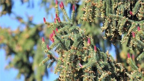 Il polline rosso aiuta la forestazione e dopo Vaia...è una manna