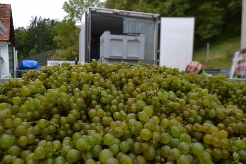 le uve bianche danno l'ottimo Vino del Vescovo, il Vino dello Schloss Seggau, il castello-residenza vescovile che ha dato da lavorare per secoli alla gente del luogo.