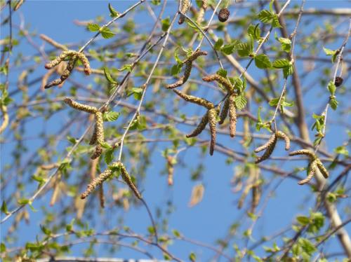 Con il clima mite, sono andati  in fioritura betulla e carpino