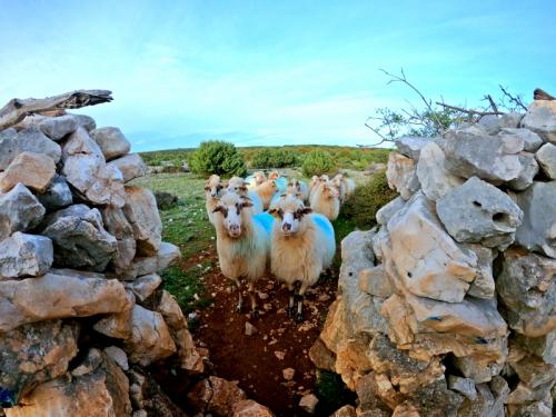 La lana della pecora di Cherso è speciale perchè l'animale è a pelo lungo