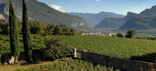 Le amate vigne di San'Antonio a Pomarolo