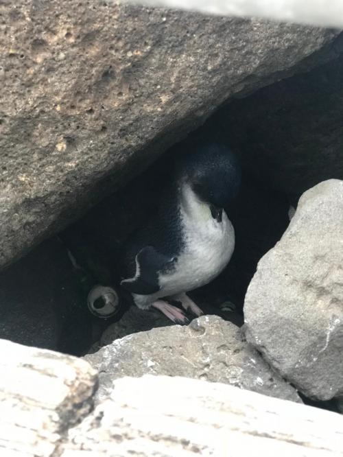 il pinguino nano vive a St. Kilda beach