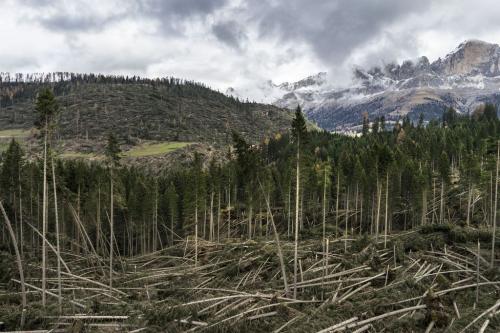 Vaia è stato il più pesante evento naturale che ha colpito le foreste del versante meridionale delle Alpi
