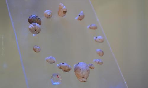 i monili della donna di Ostuni conservati al Museo di Civiltà Preclassiche della Murgia Meridionale (foto C.Perer)