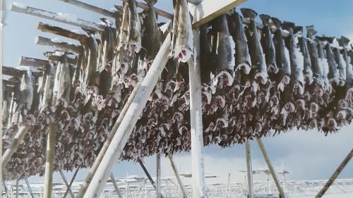 Lo Skrei è lo stoccafisso, il merluzzo secco, uno dei primi prodotti di esportazione della Norvegia
