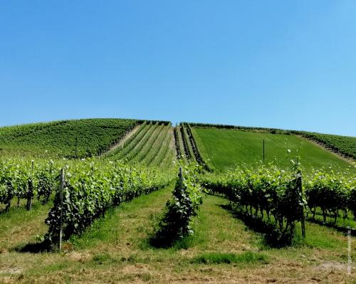 Le vigne del Roero sono patrimonio Unesco (foto C.Perer)