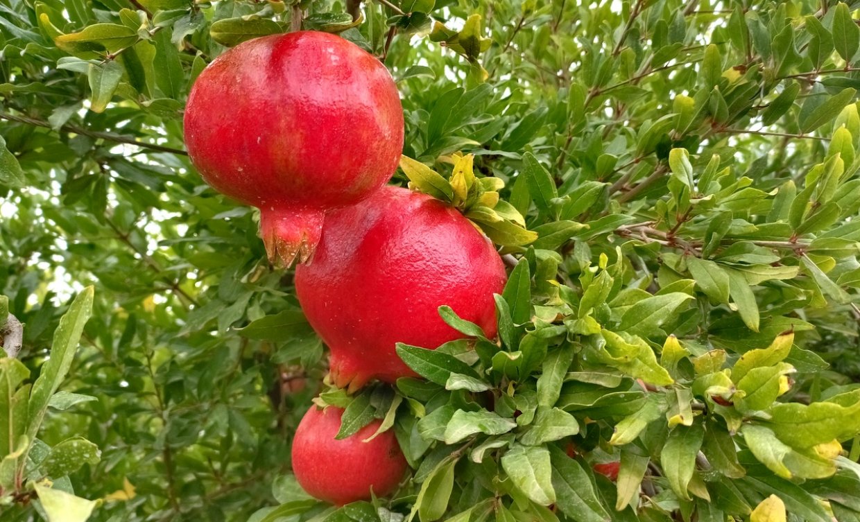 Melograno della cultivar wonderful (foto: C.Perer)