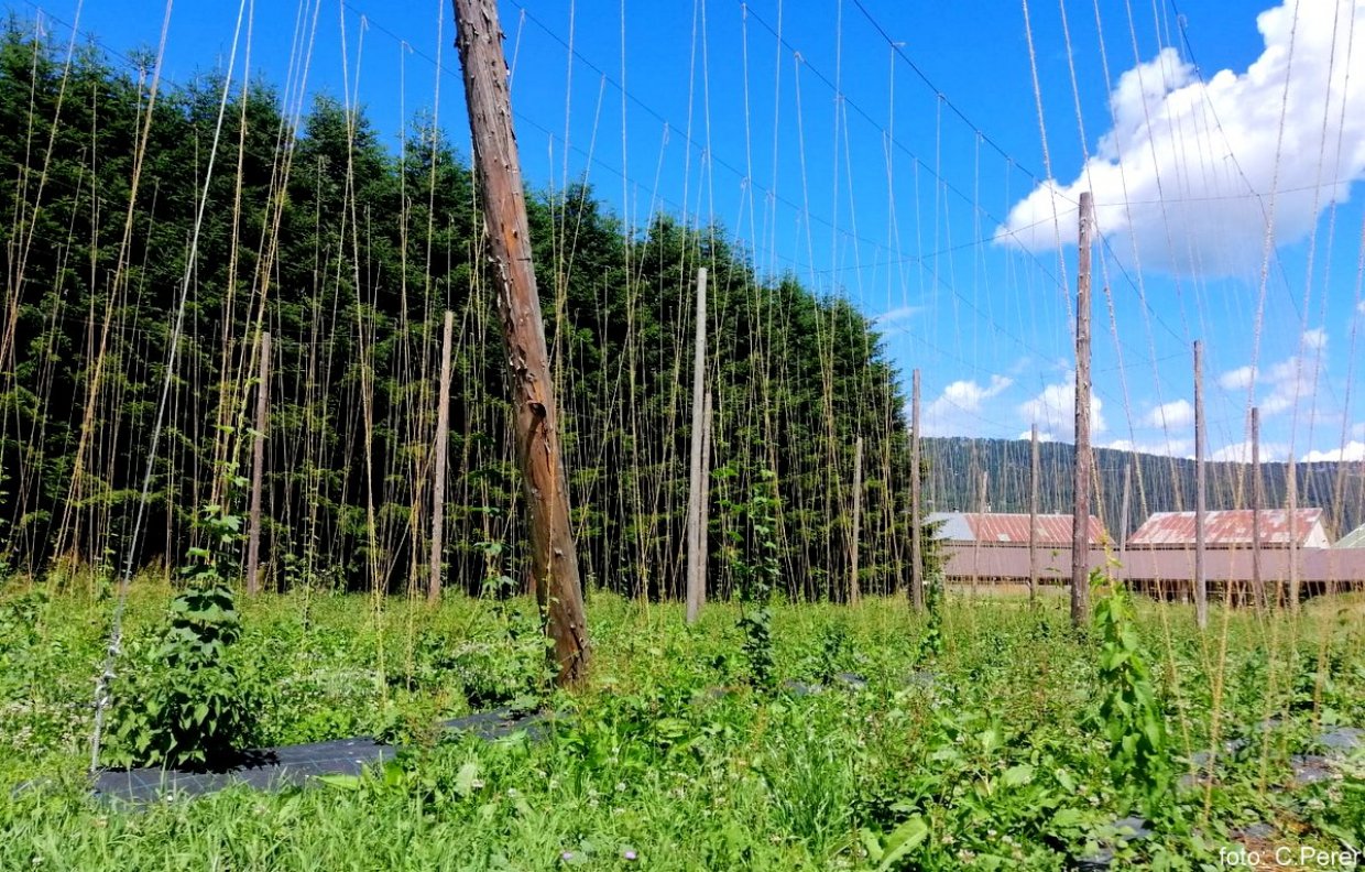 Azienda Agricola Bisele: coltivazione di luppolo (foto C.Perer)