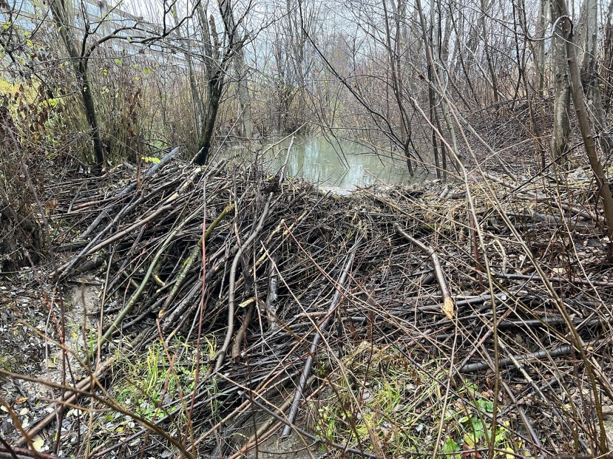una diga costruita da un castoro Una diga costruita da un castoro