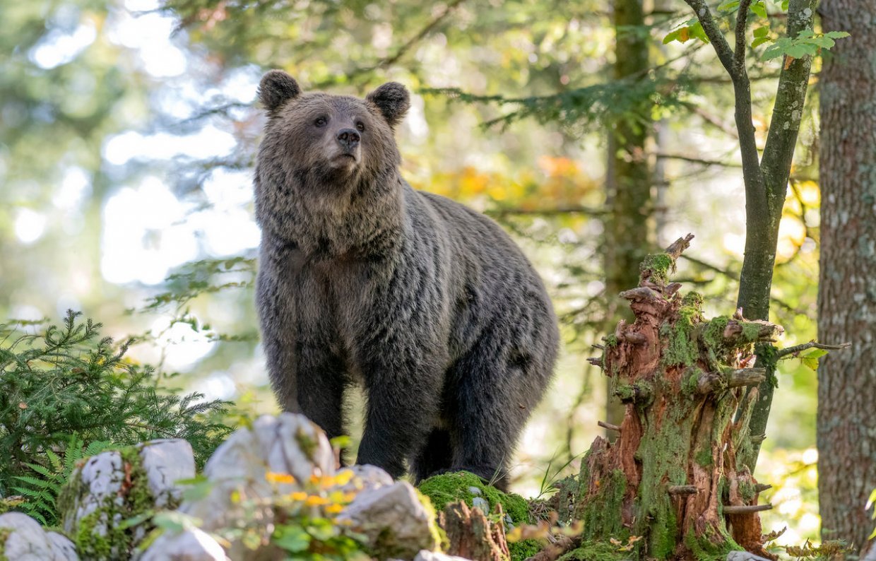foto: www.slovenianbears.com foto: www.slovenianbears.com